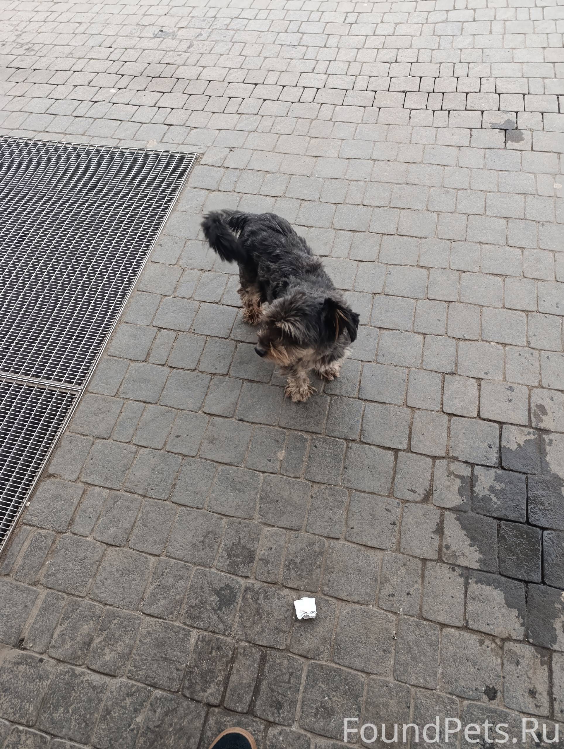 Видели собаку возле ТРЦ Браво ...