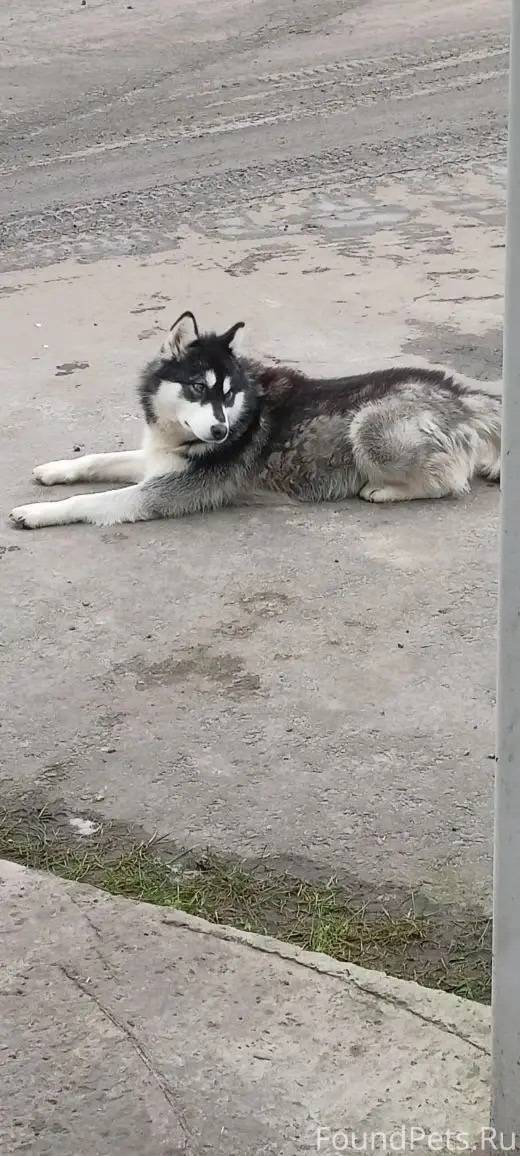 Найдена собака. Молодая девочк...