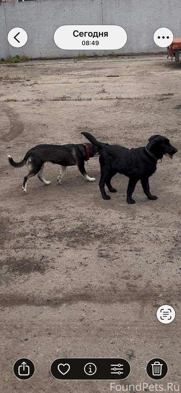 Пропал пес Сормат 9 месяцев но...