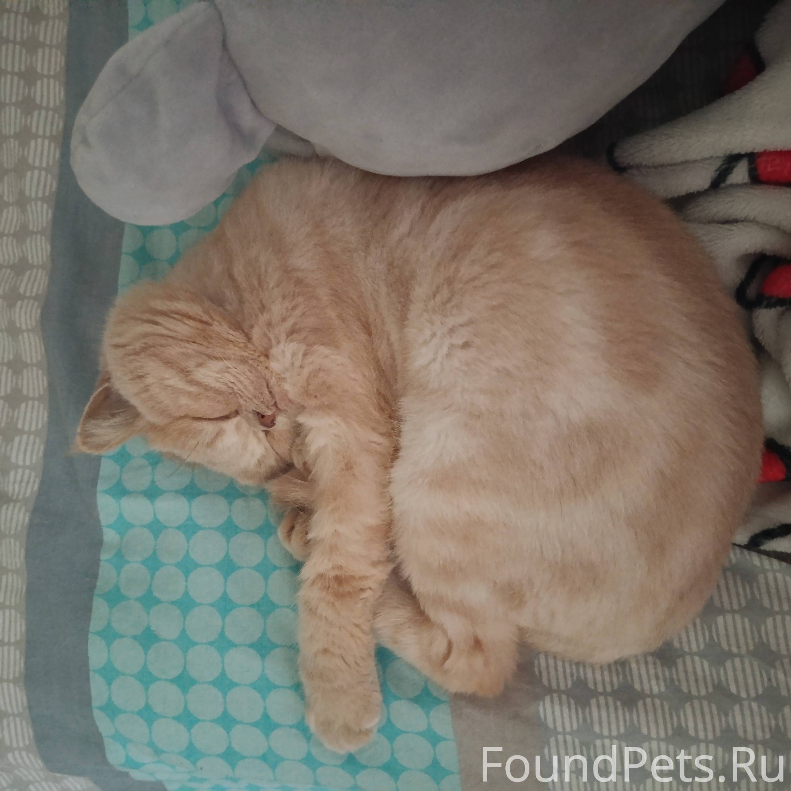 Пропала кошка! Кошку зовут Мил...