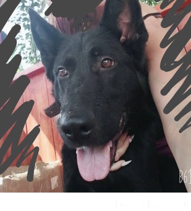 Потерялась собака,черная немец...