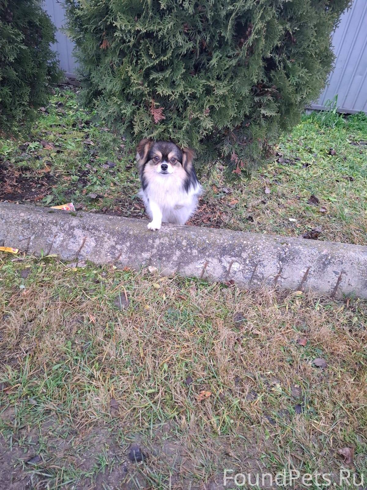 Добрый день! Найдена собака в ...