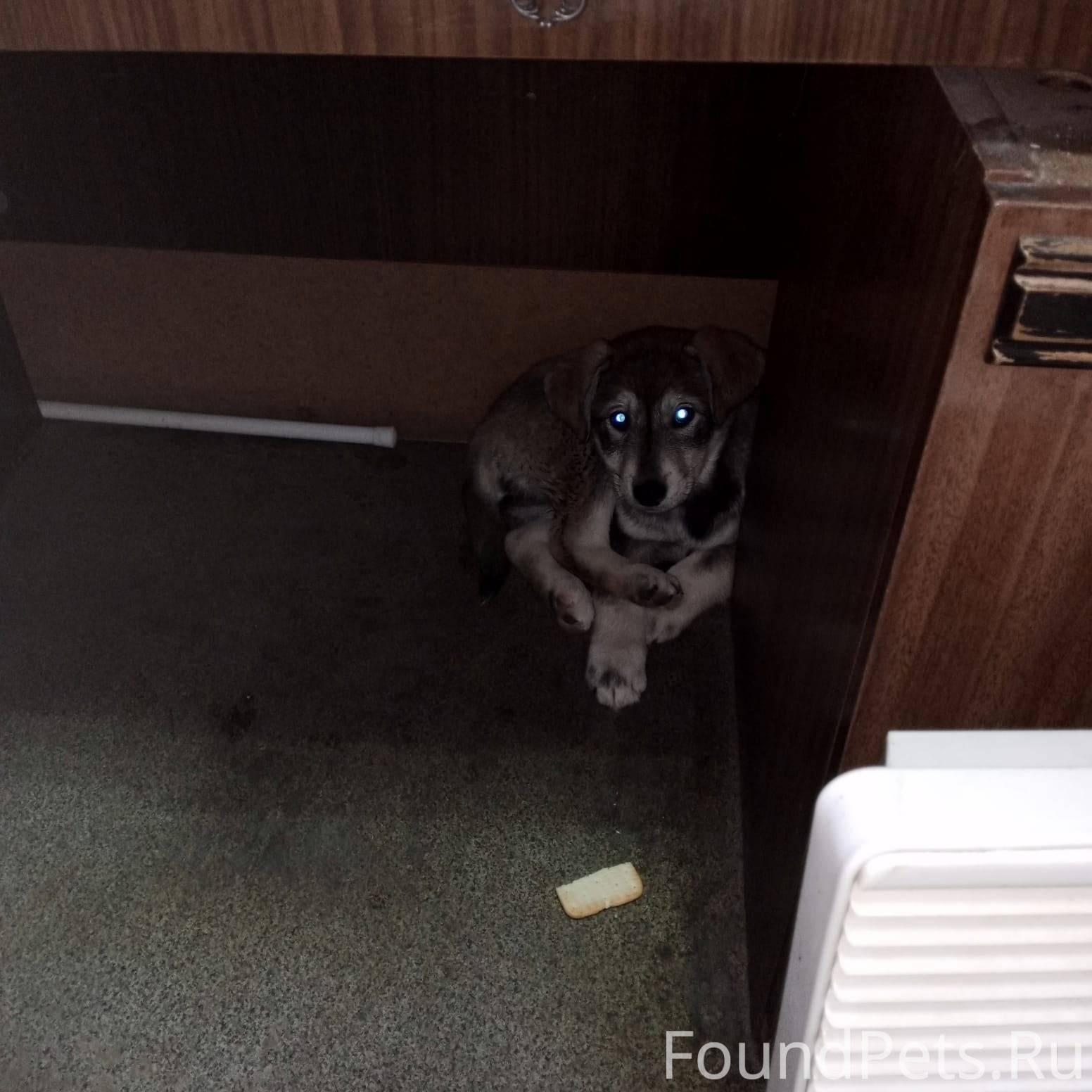 Мурманск. Найден щенок [id1661...