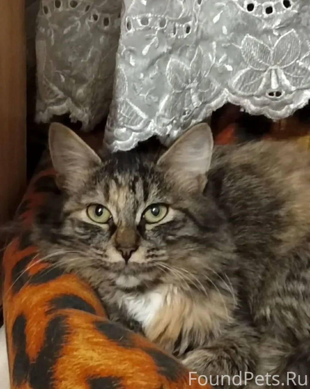 Вот тaкая дeвчушка ищет дом! Б...