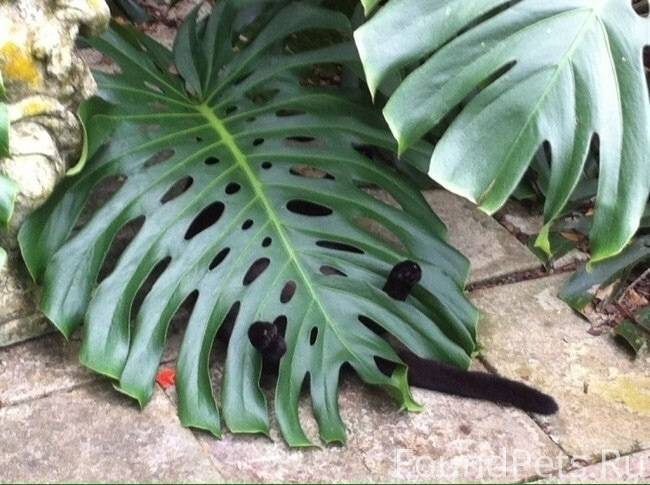 #mathadvent2025 найдите второг...