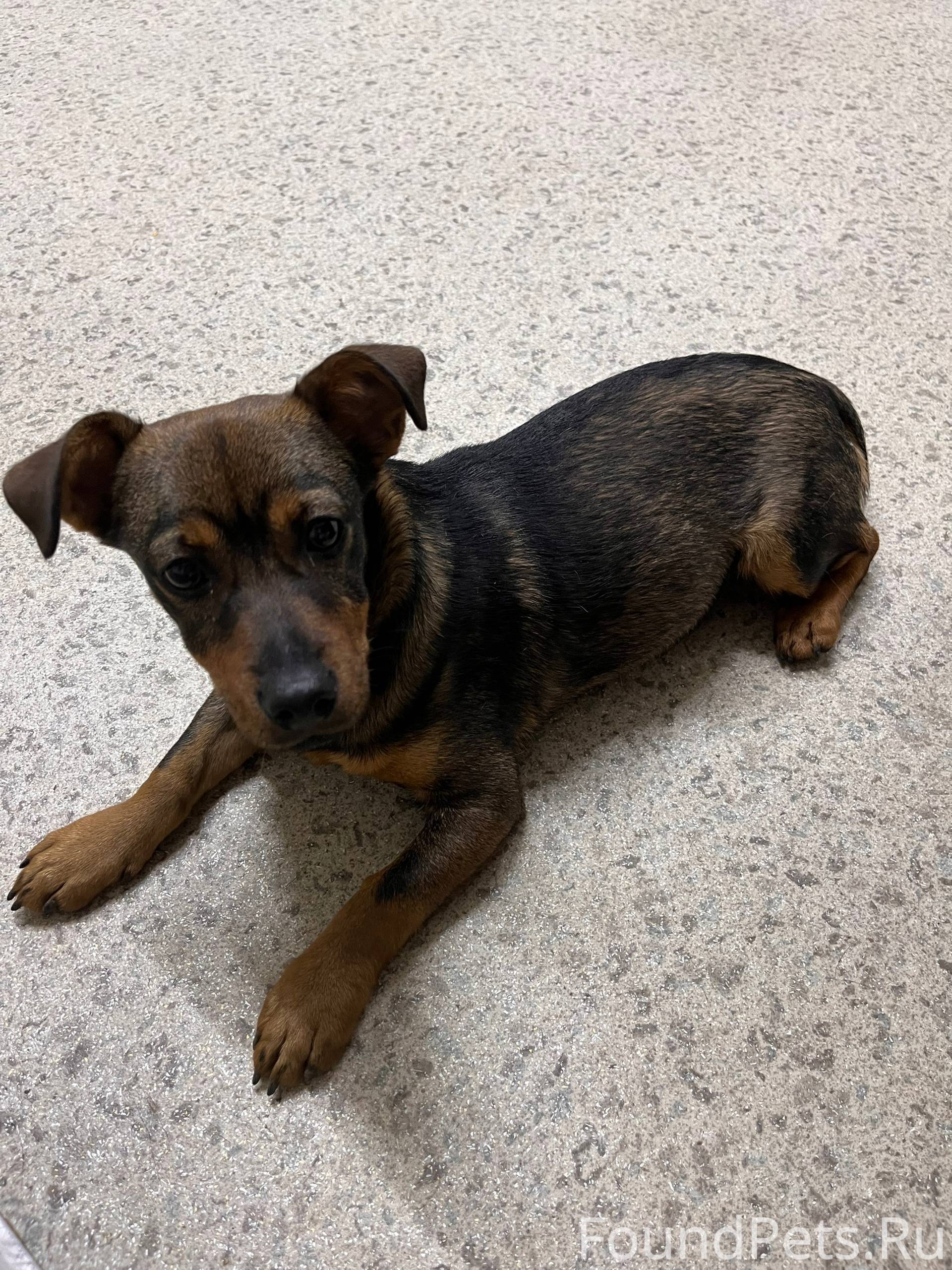 Найден щенок на проспекте Вату...