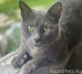 ‼️🐈‍⬛Чей потеряшка? Котик чист...