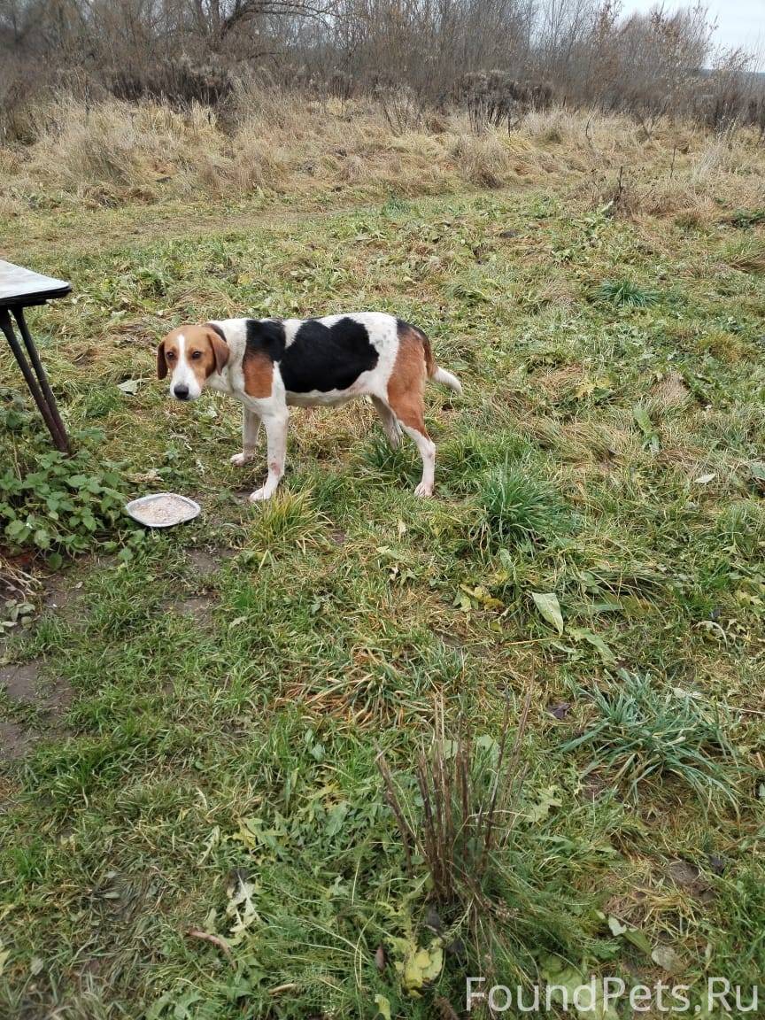 Найдена собака. Предположитель...