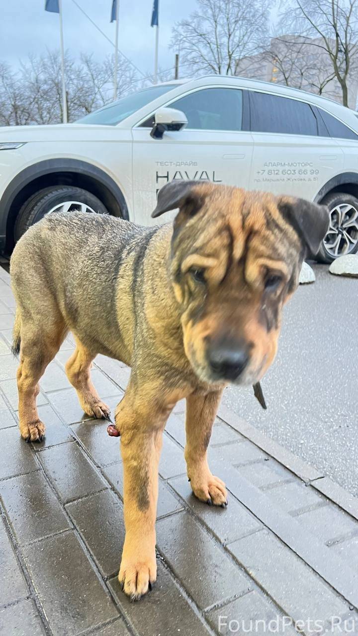 🙏🙏🙏 Прошу репоста!!! Потерялас...