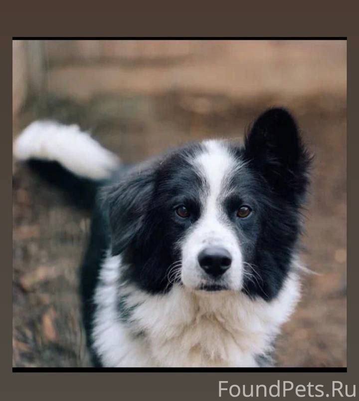 ⚠️ Найден(а) собака 📍 Московск...