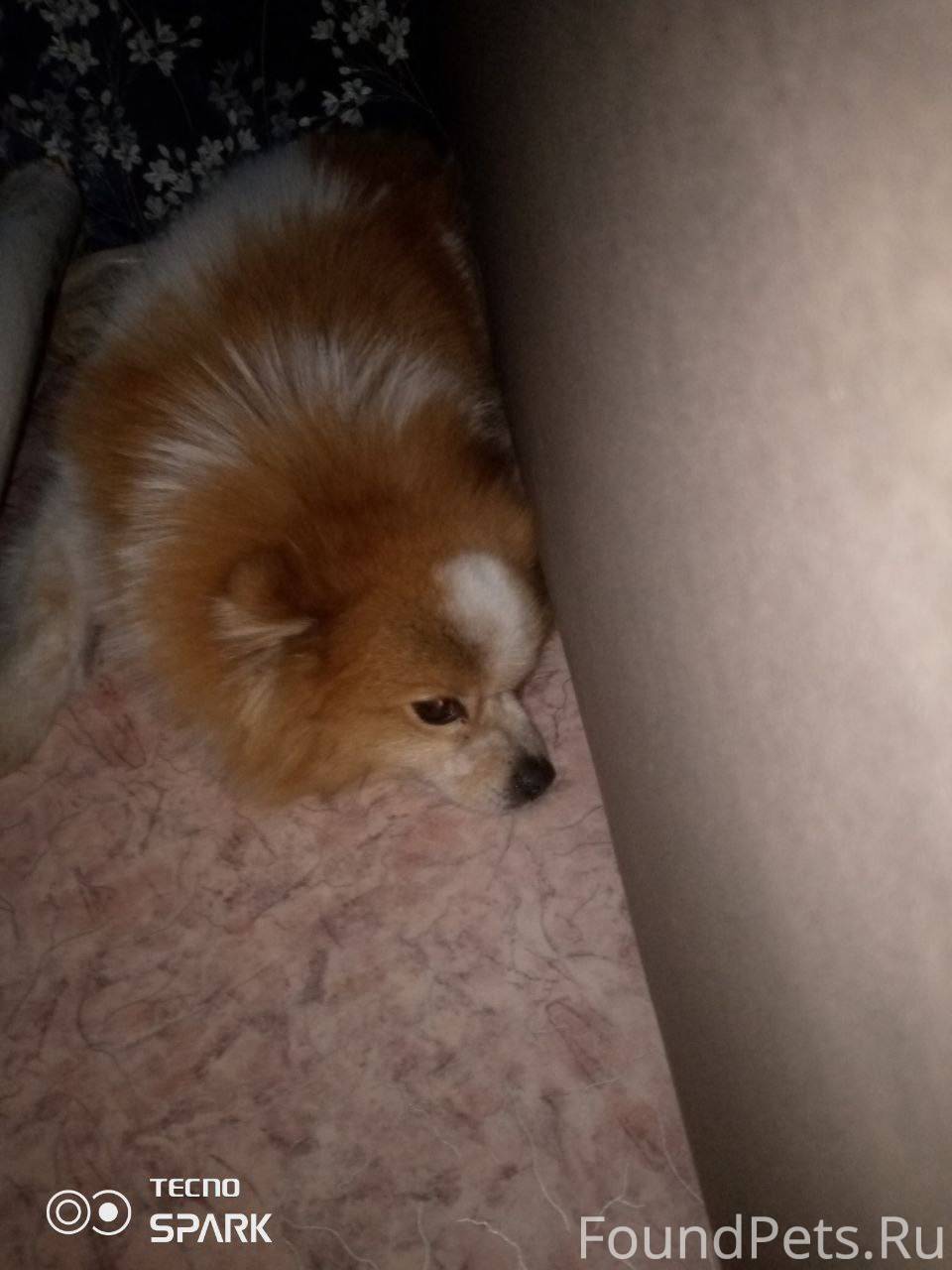 Улан-Удэ Потерялась собака по ...