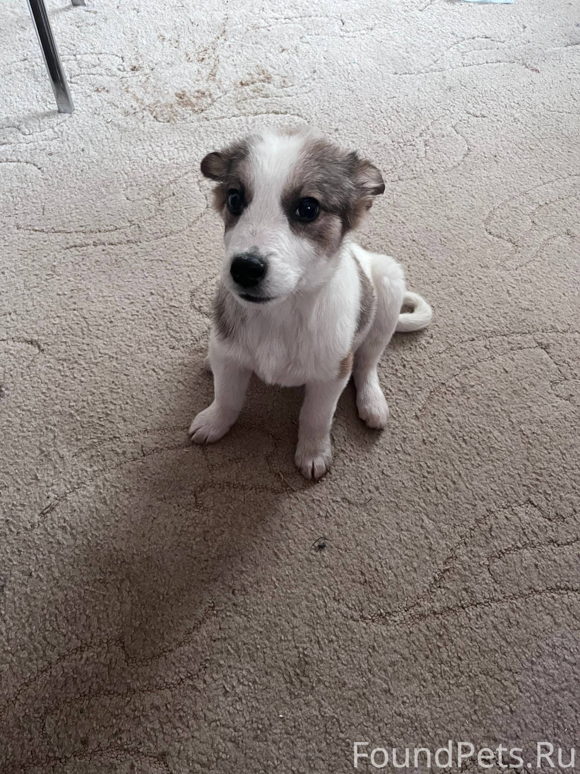 СРОЧНО ИЩЕТ ДОМ И ЗАБОТЛИВОГО ...