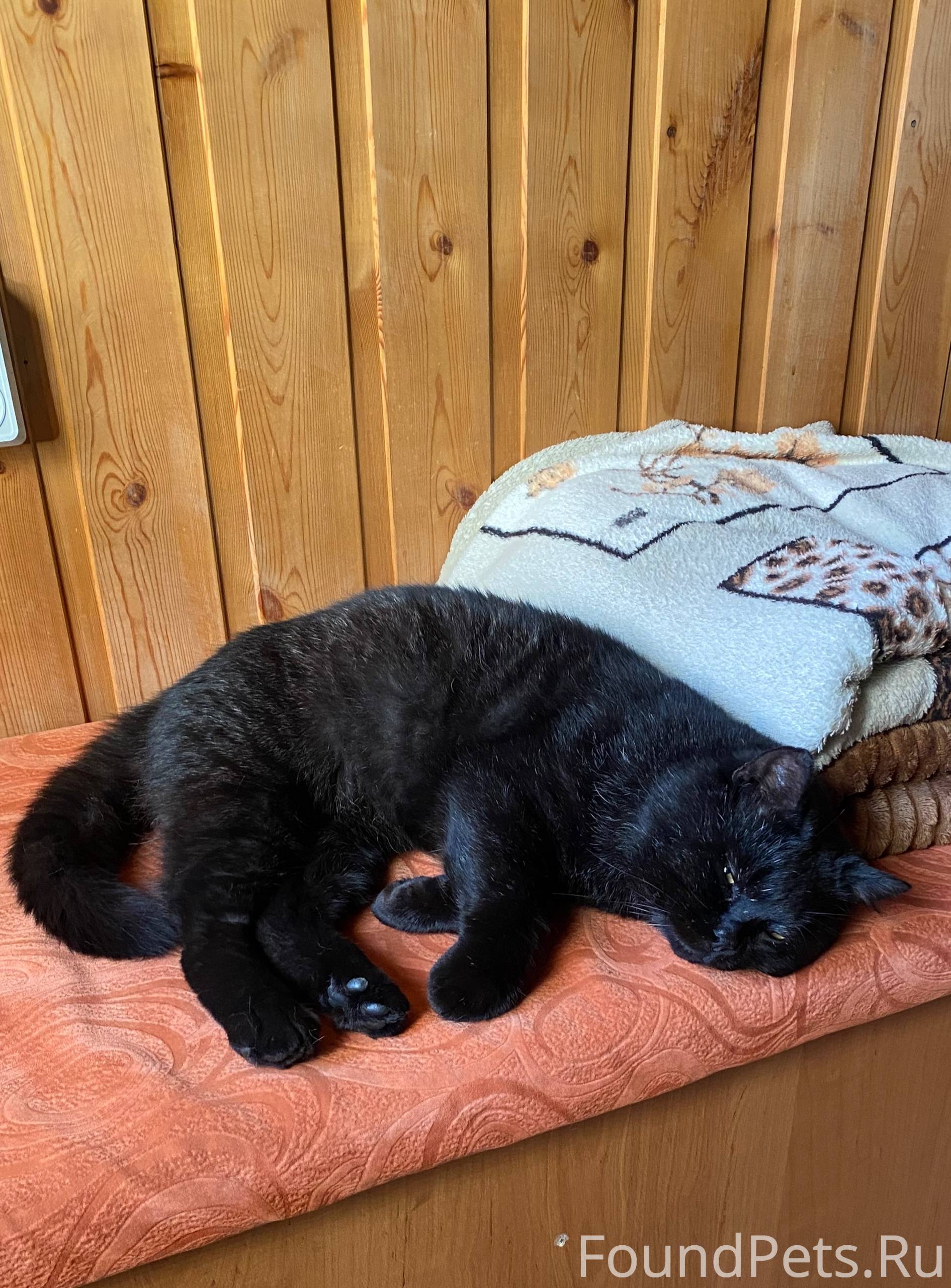 ❗️ПРОПАЛ КОТ, посёлок Фёдоровк...