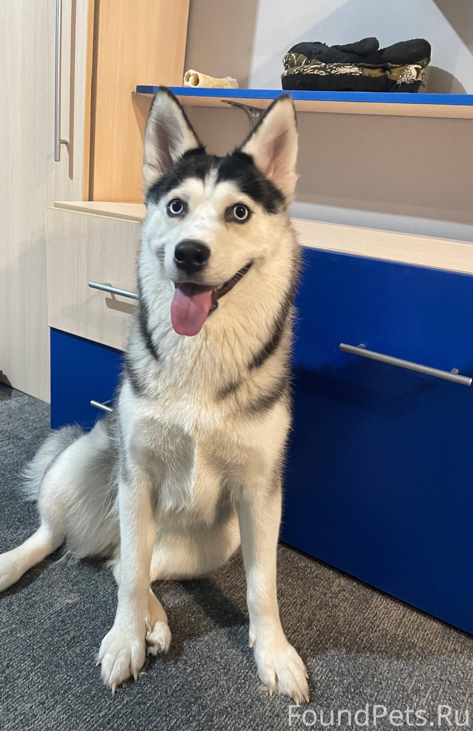 Девочка по кличке Сима. Нашли ...