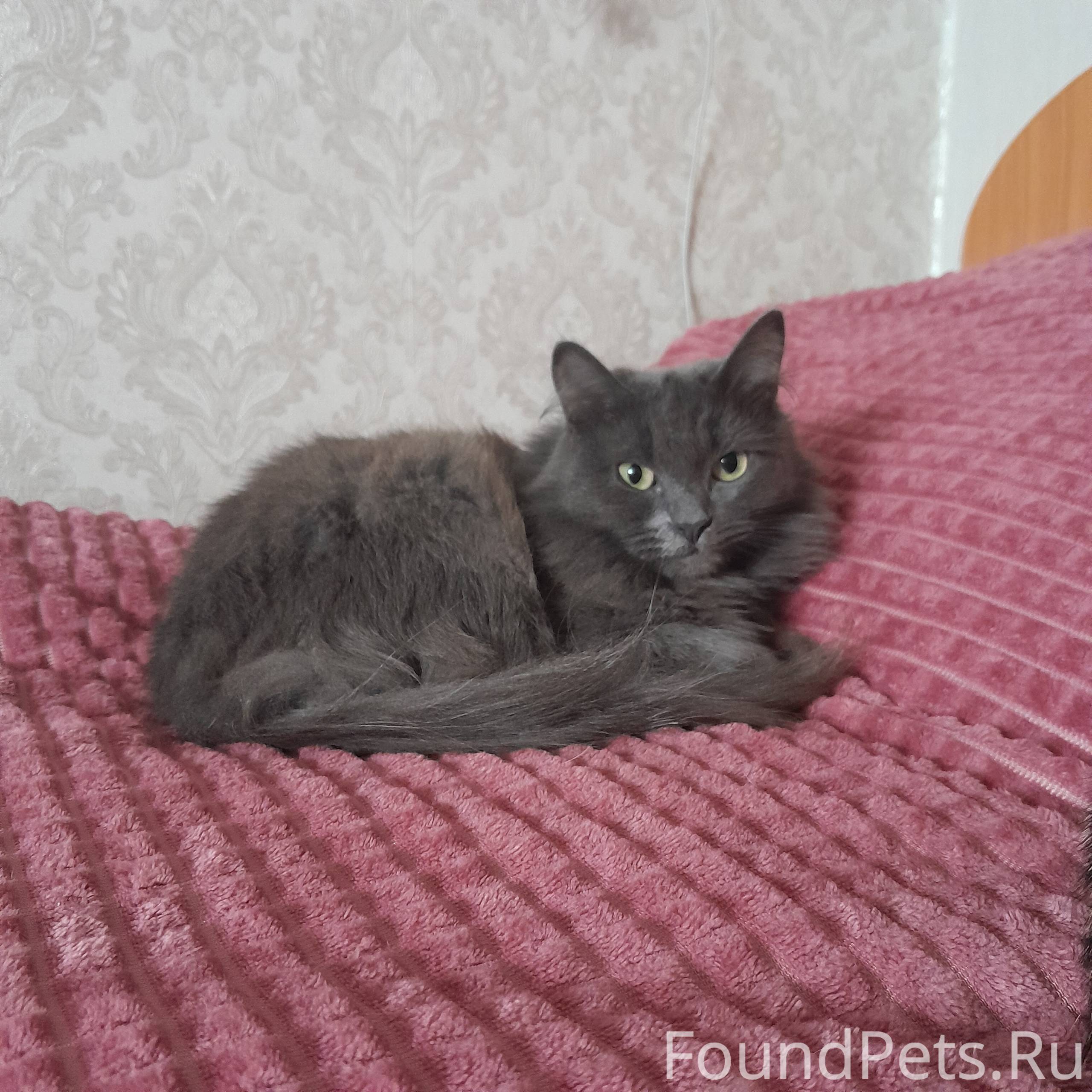 Пропала кошка! Сибирка, голубо...