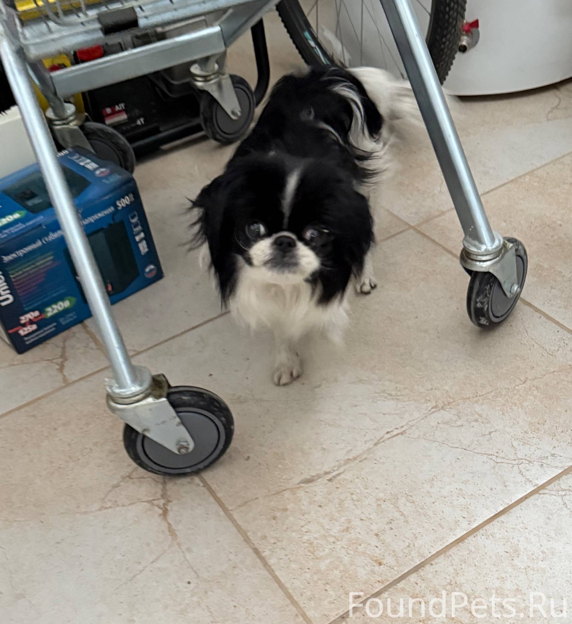 Найдена собака, японский хин, ...