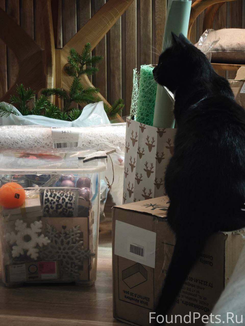 Найди вторую кошку!… нашу маст...