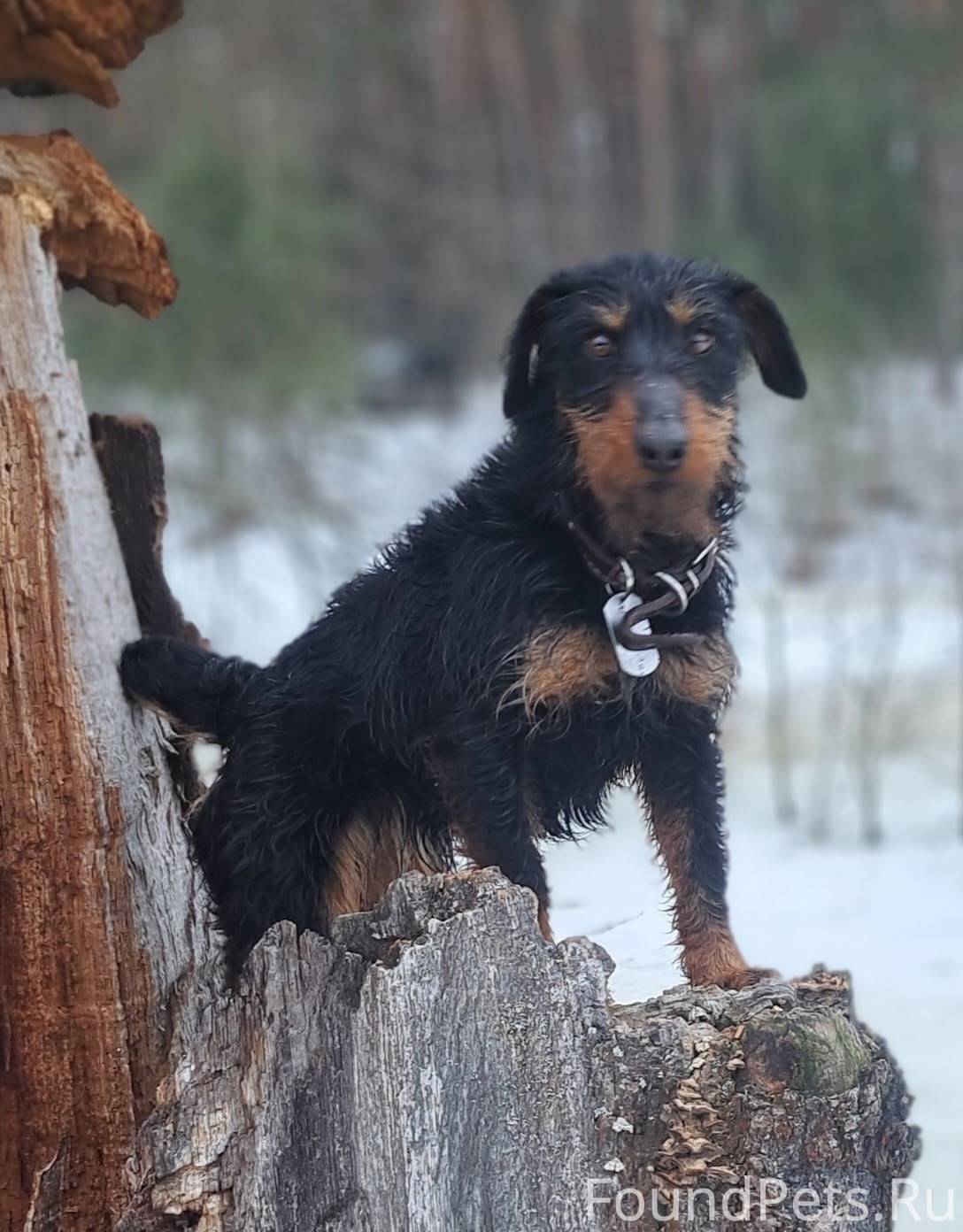 Потерялась собака ягдтерьер. Ч...