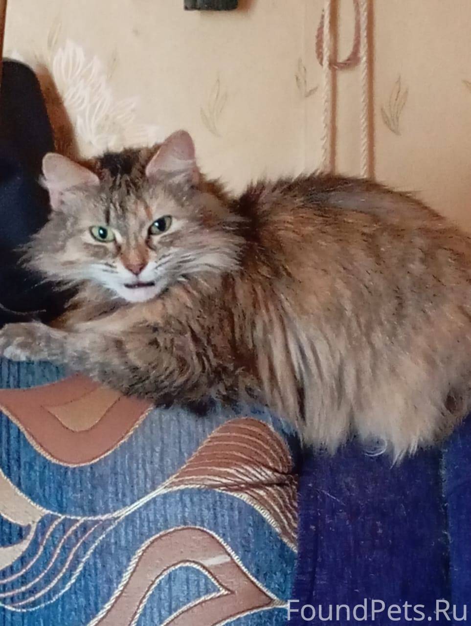 Пропала кошка, 12 микрорайон д...