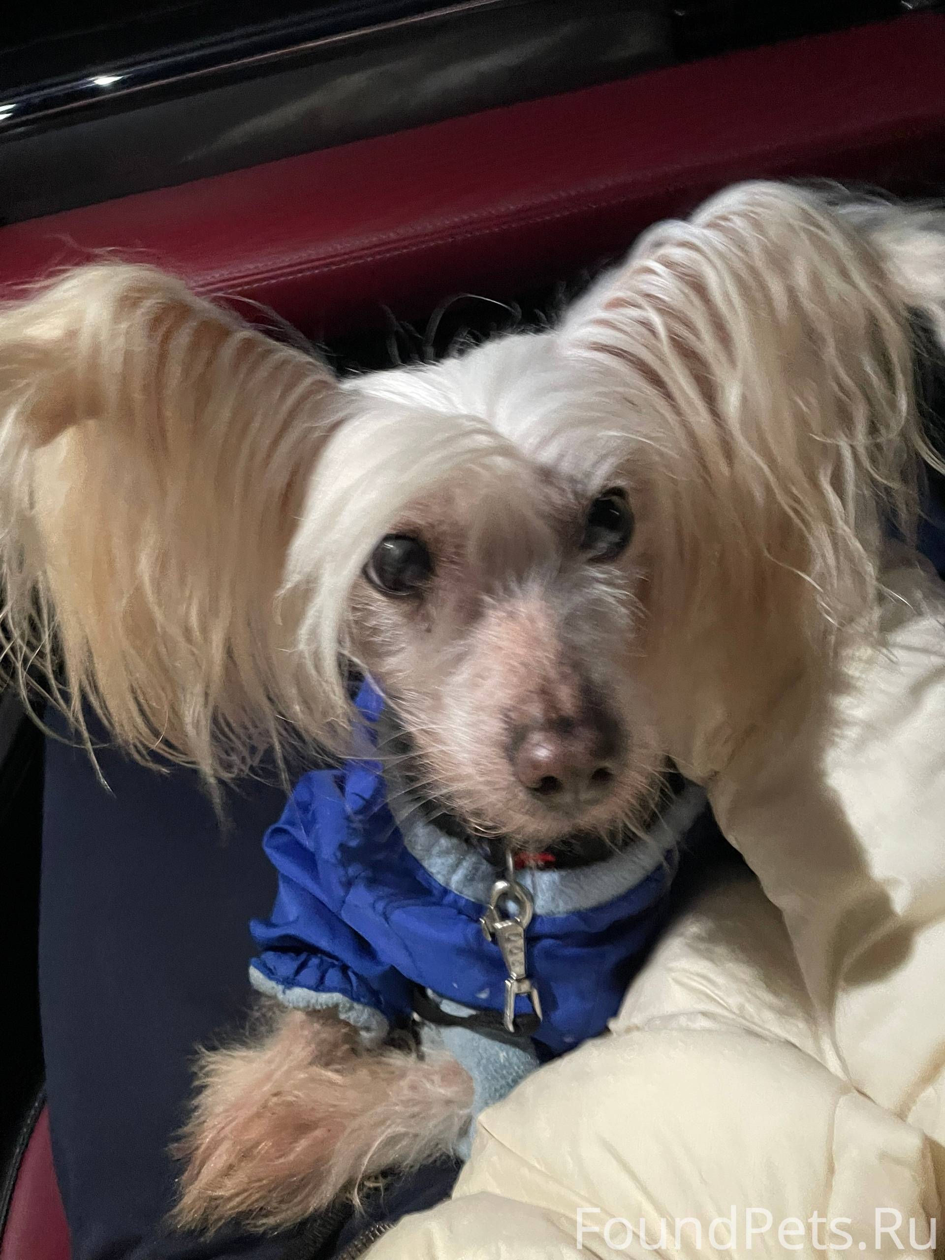 Светлогорск! Найдена собака ки...