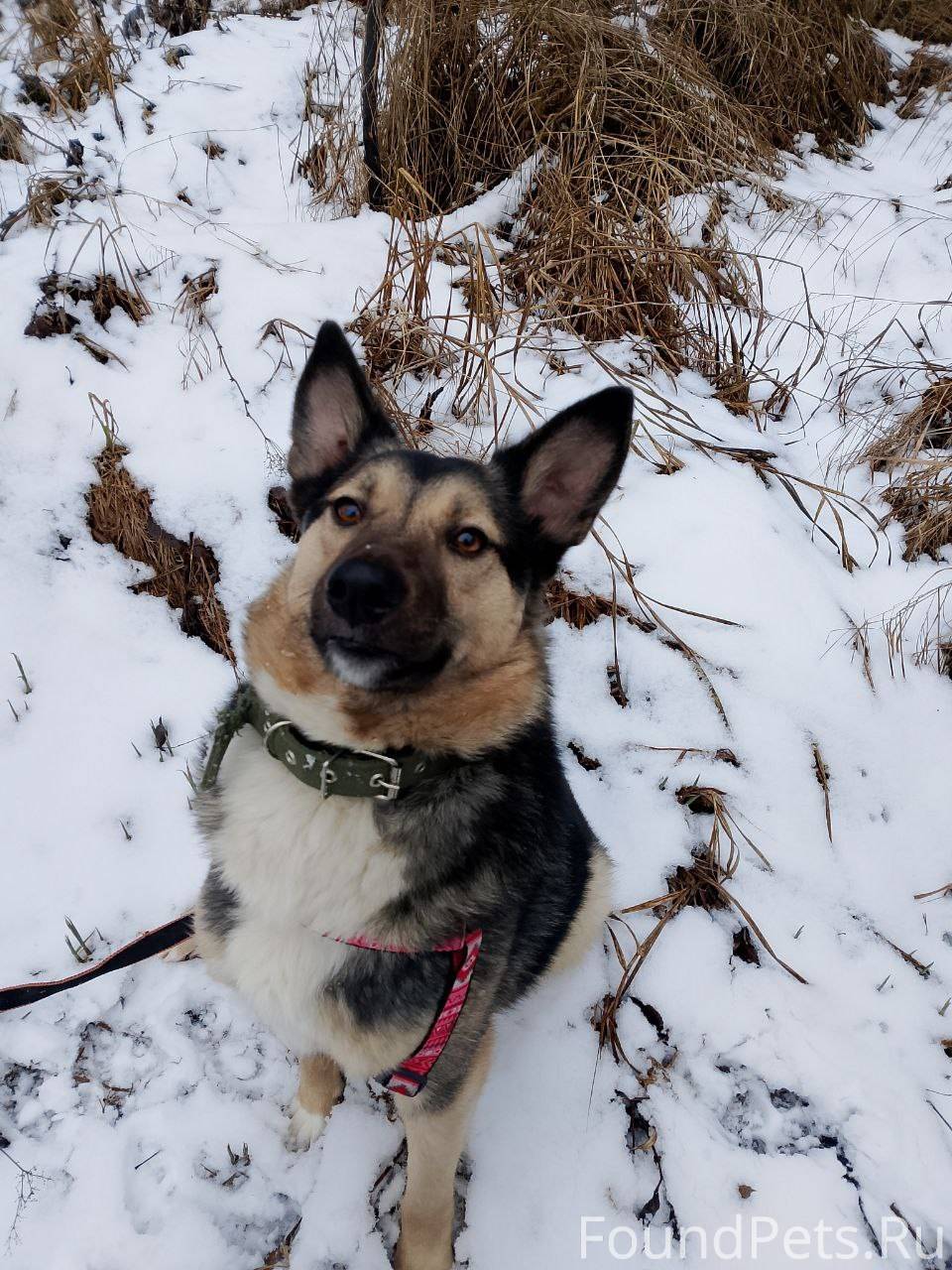 Юджин – очень позитивный пёс! ...