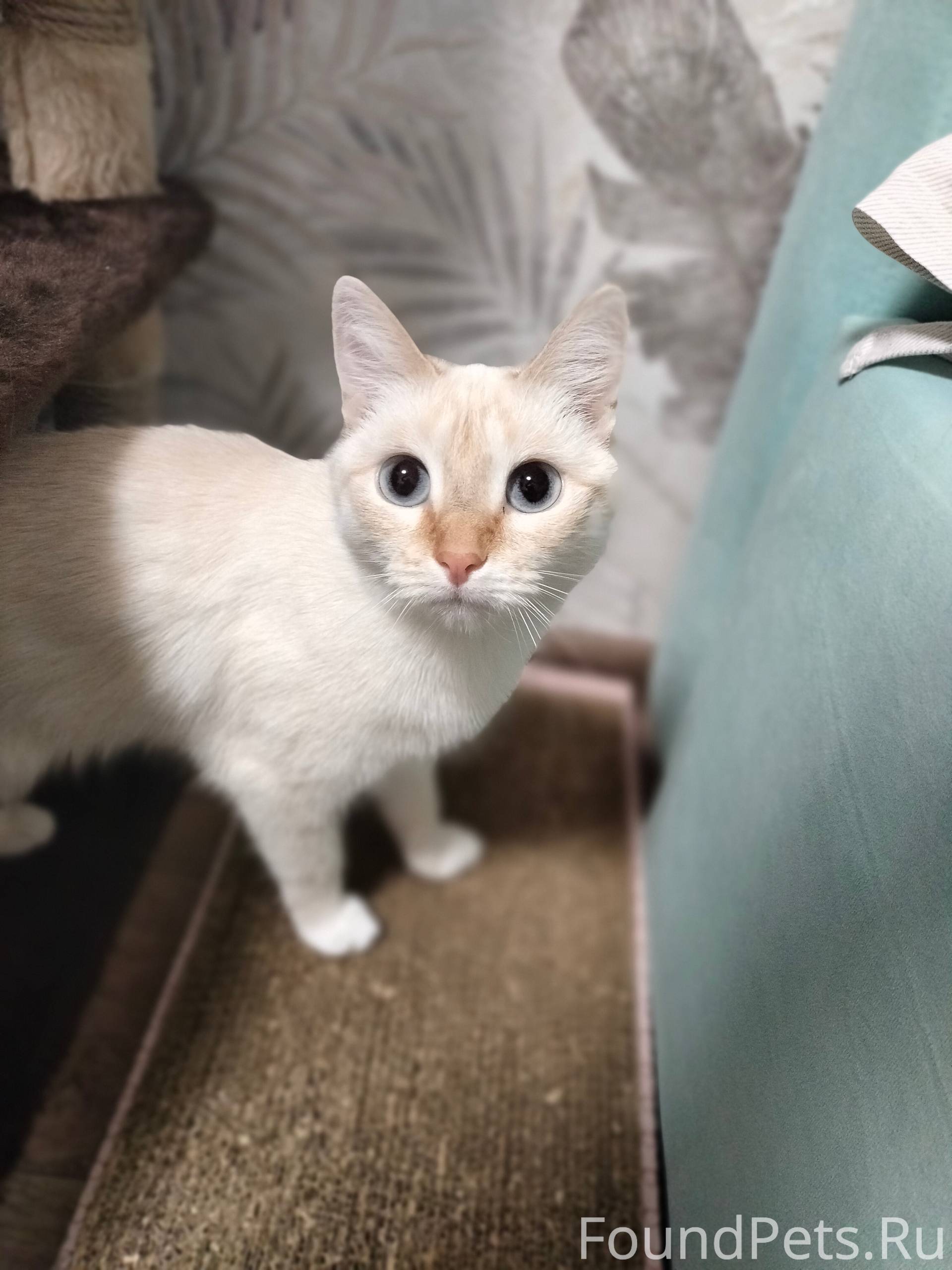 ПРОПАЛА КОШКА! Кличка БЕЛКА Бе...