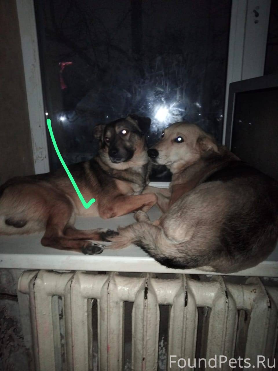 Кобель по кличке Джеки 