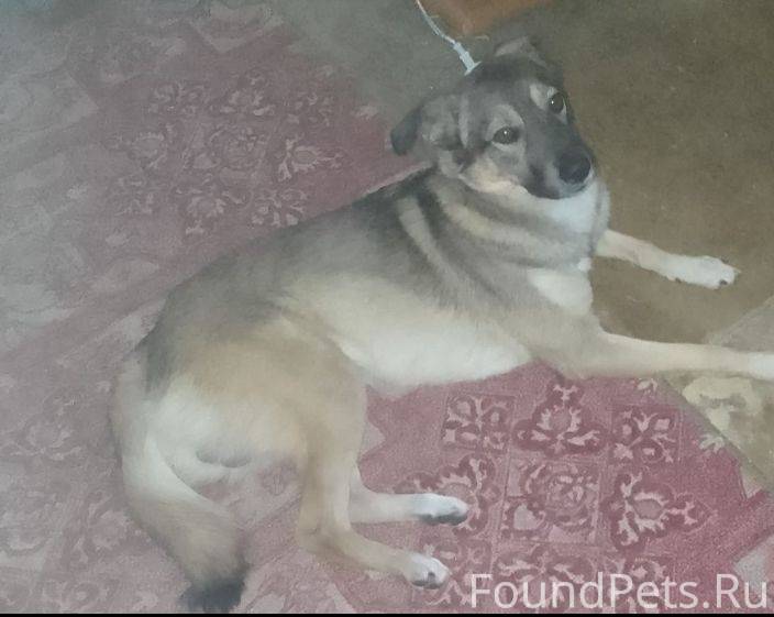 Кобель по кличке Джеки 