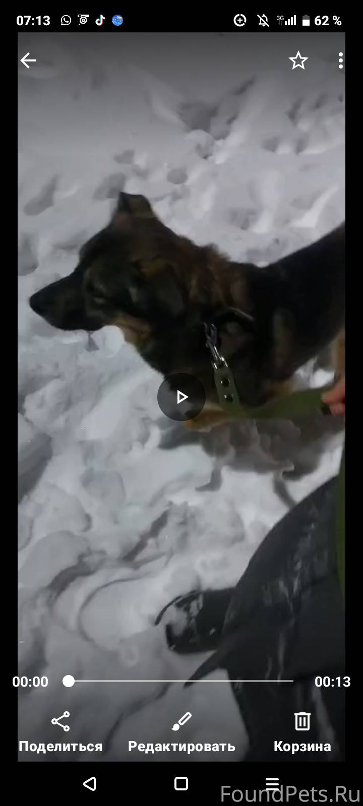 Кобель по кличке Джеки 