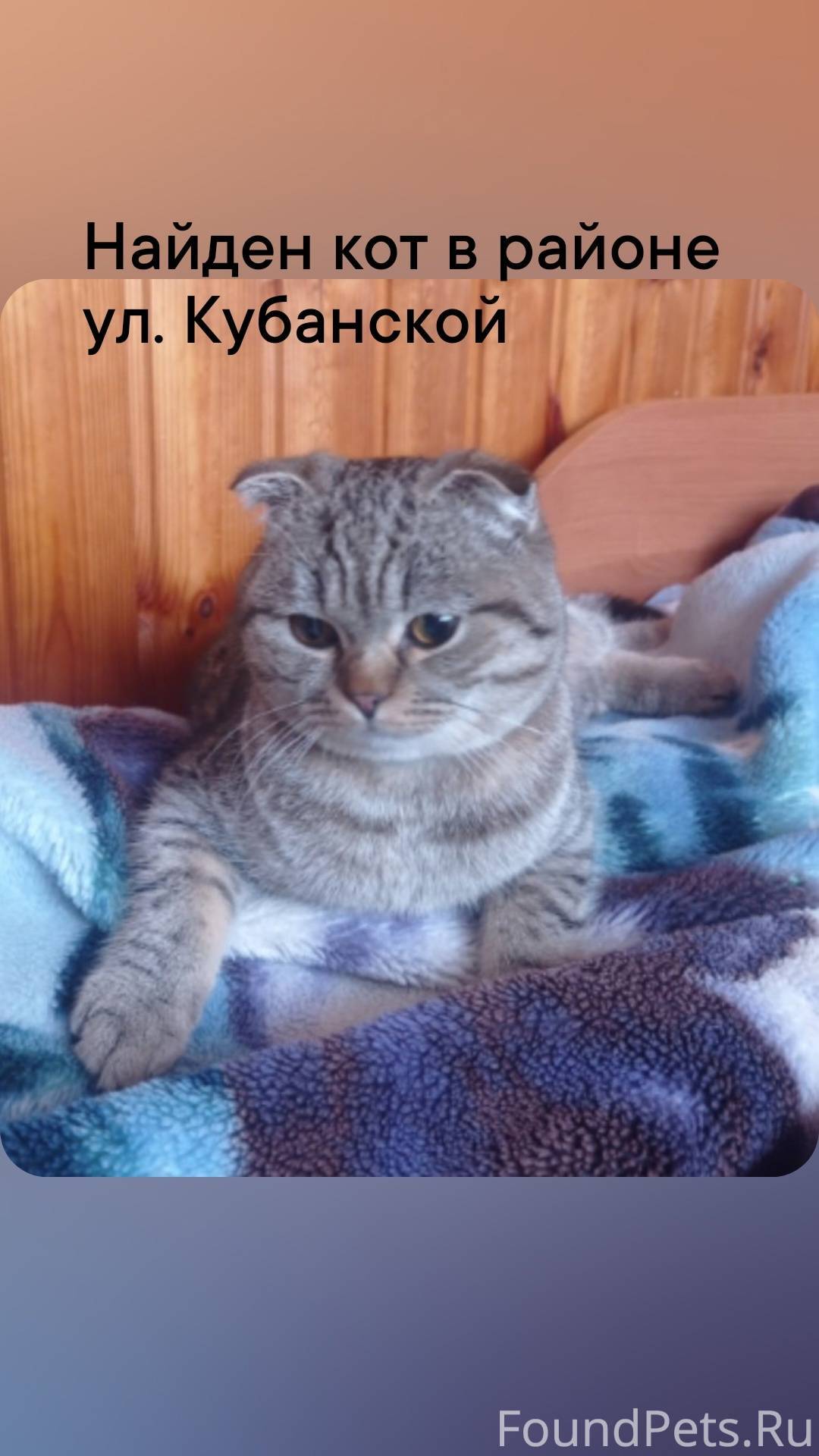 Найден кот. Ищу СТАРЫХ ВЛАДЕЛЬ...