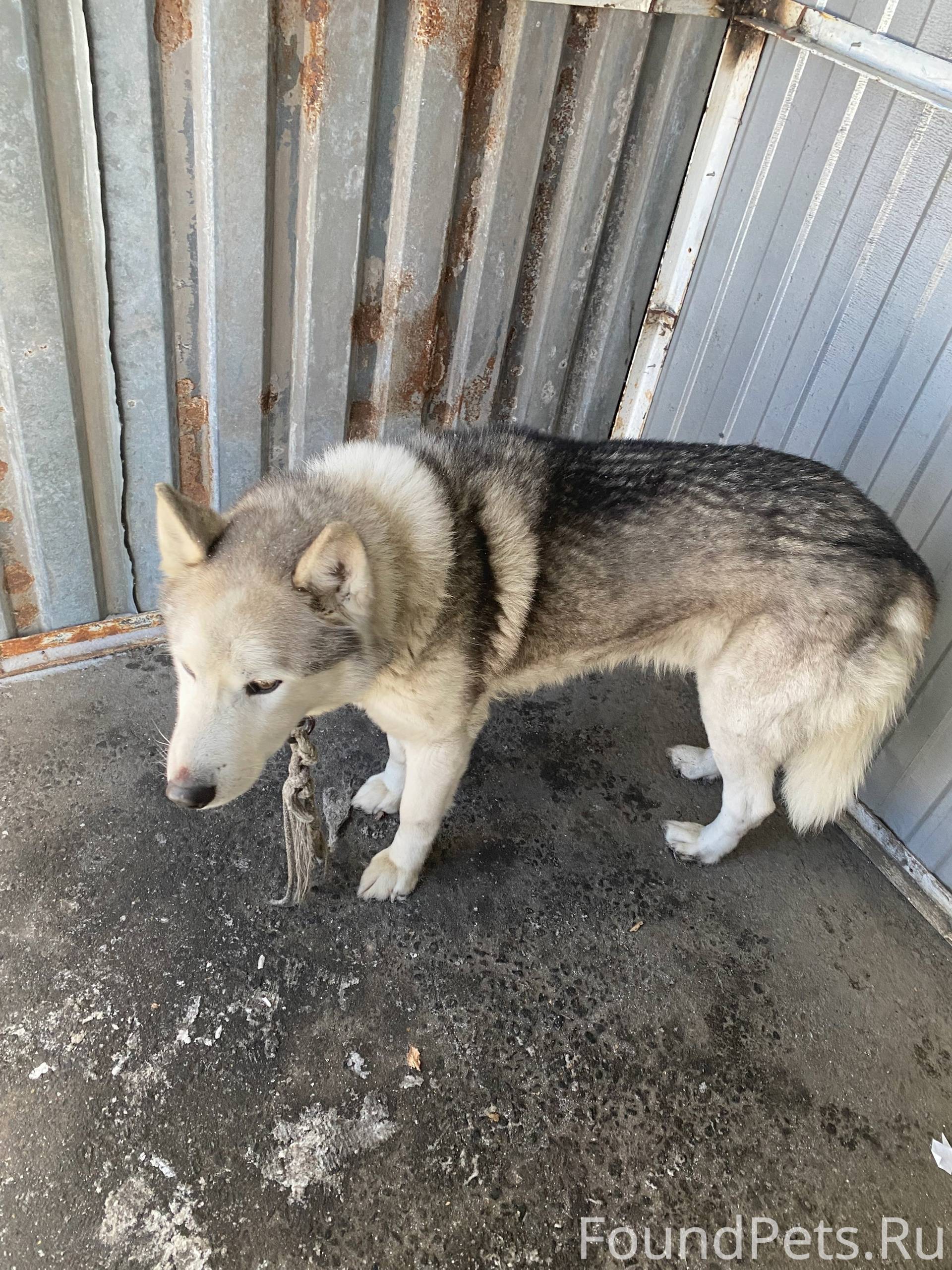 Добрый день. Найдена собачка в...