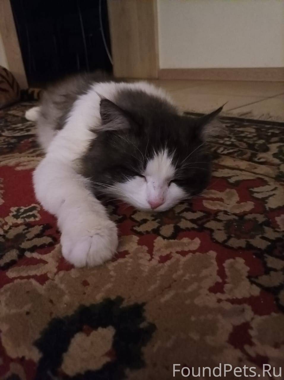 ‼️ВНИМАНИЕ ПРОПАЛ КОТ‼️ В райо...