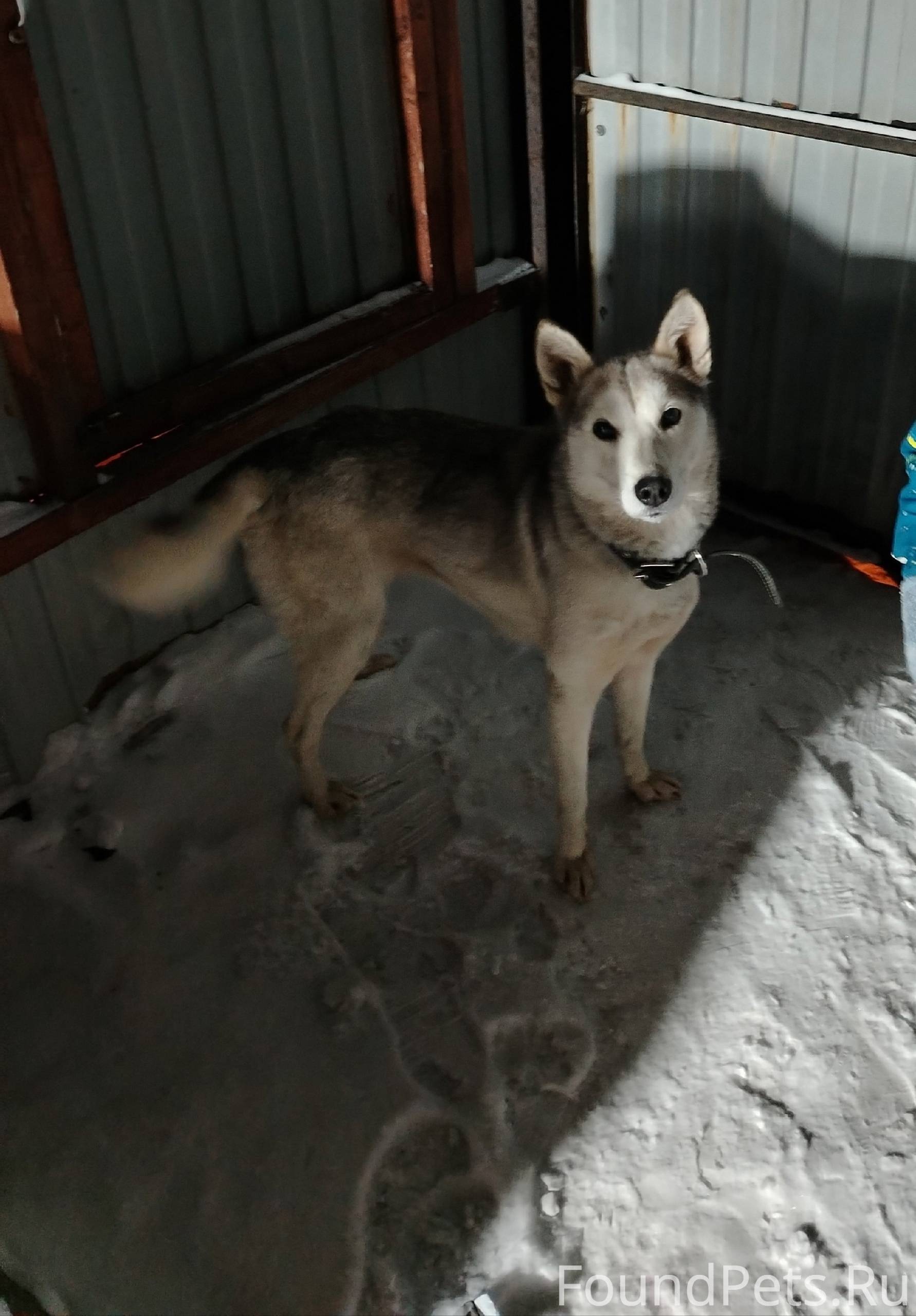 Помогите найти собаку. Её сбил...