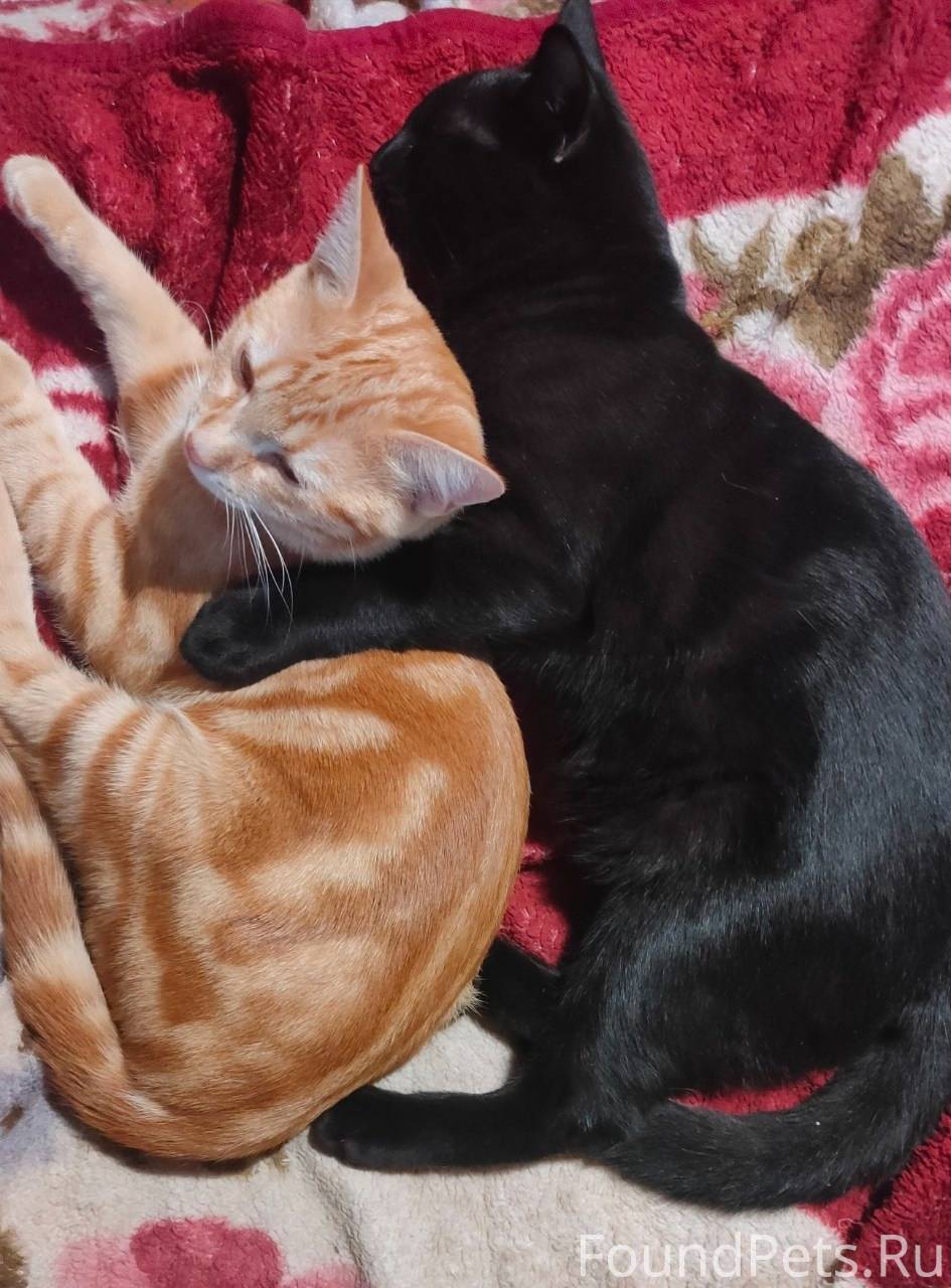 Пропал кот рыжий шотландец, ка...