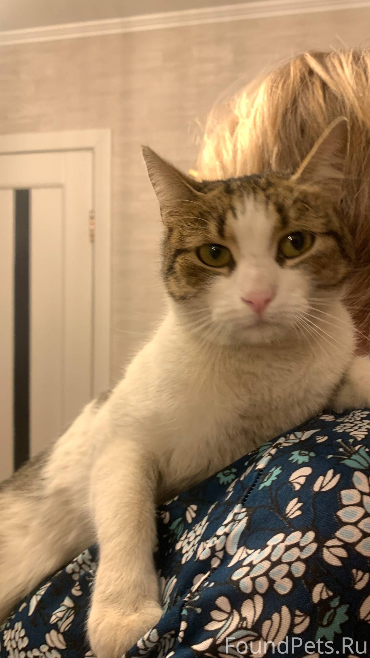 НАЙДЕНА КОШКА! На Макаенка, 27...