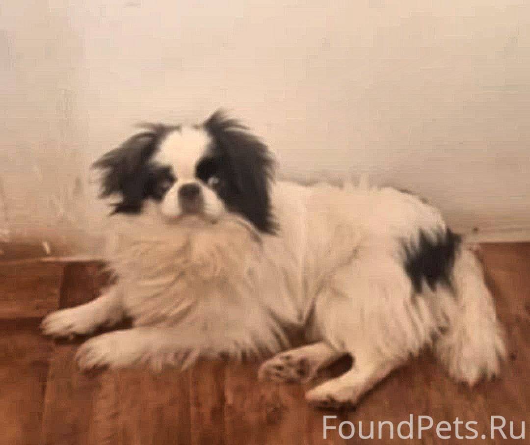 ‼️ПОТЕРЯЛАСЬ СОБАКА‼️ бегает в...