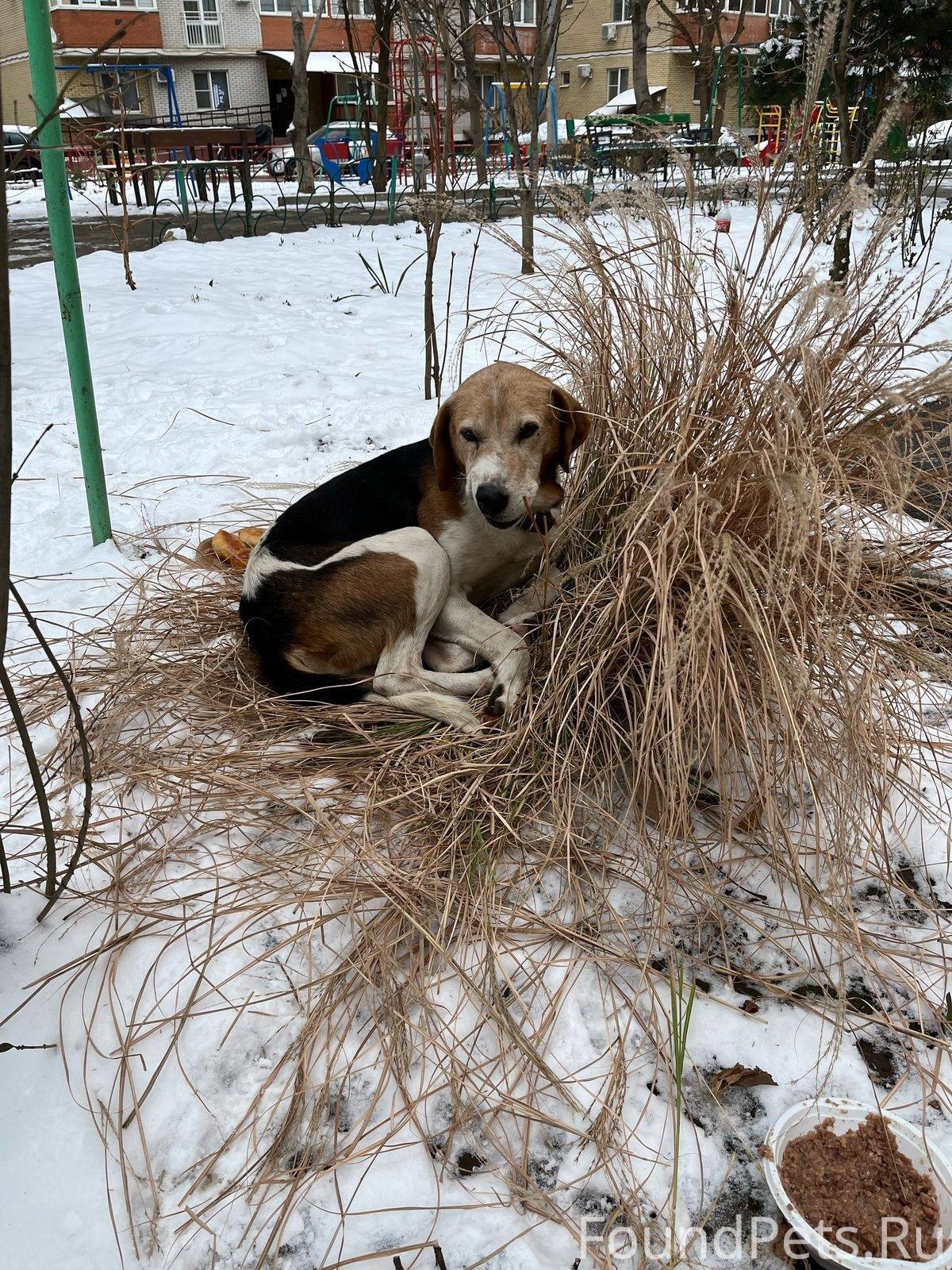 Краснодар! Кто потерял? Собака...