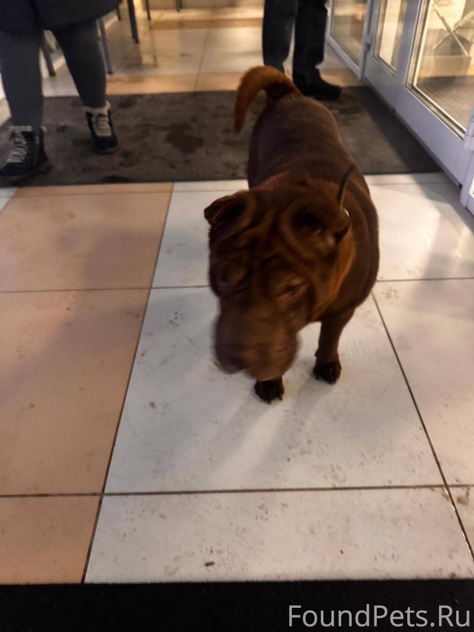 Чья собака ? Хозяин отзовись !...