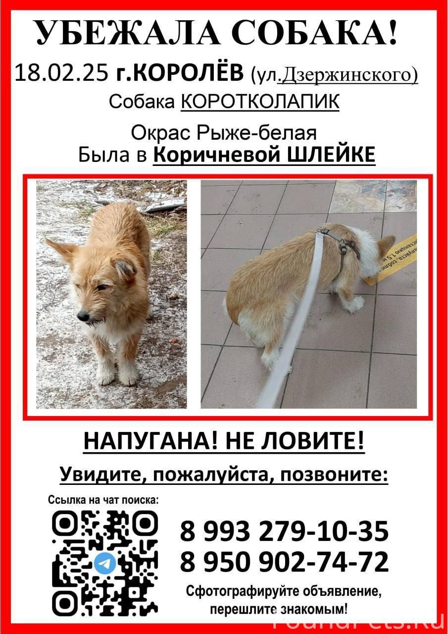 🆘Убежала собака🆘 г.КОРОЛЕВ ( у...
