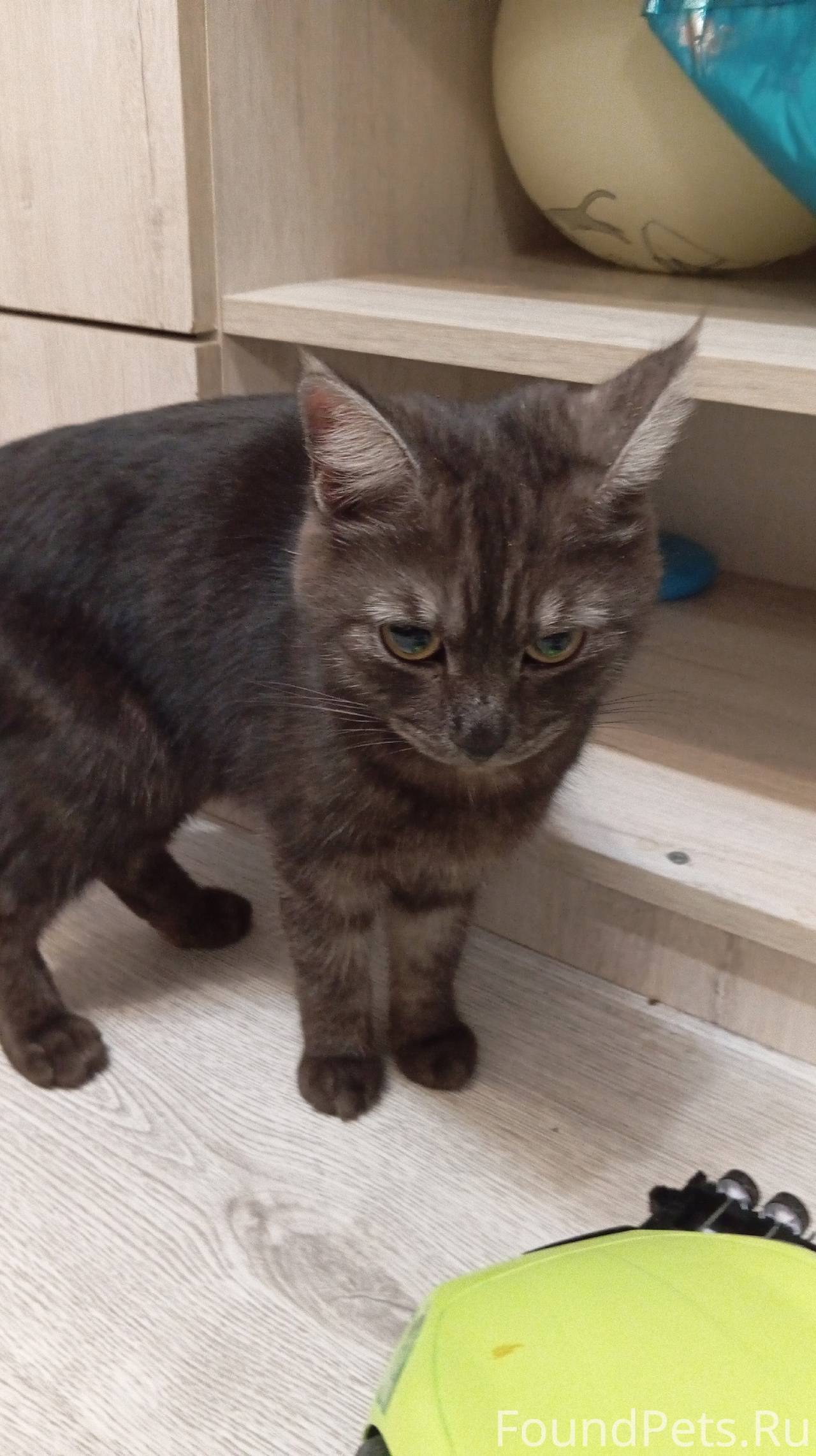 Найдена кошка в районе дома Аг...