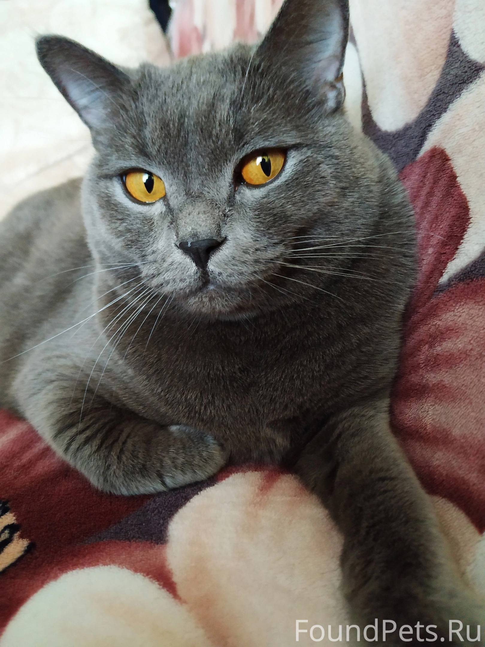 Пропал кот в районе пр.Карла.....