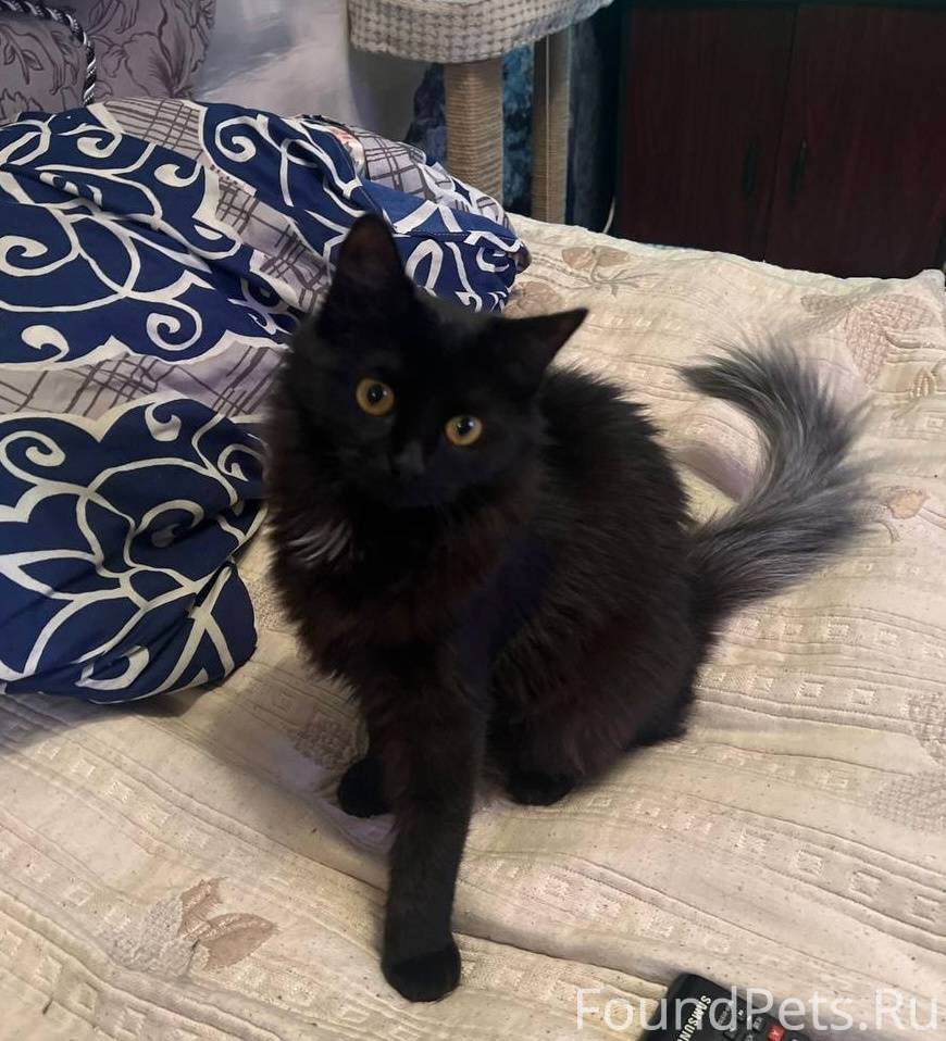 Дедовск. 1 февраля, утром, на ...