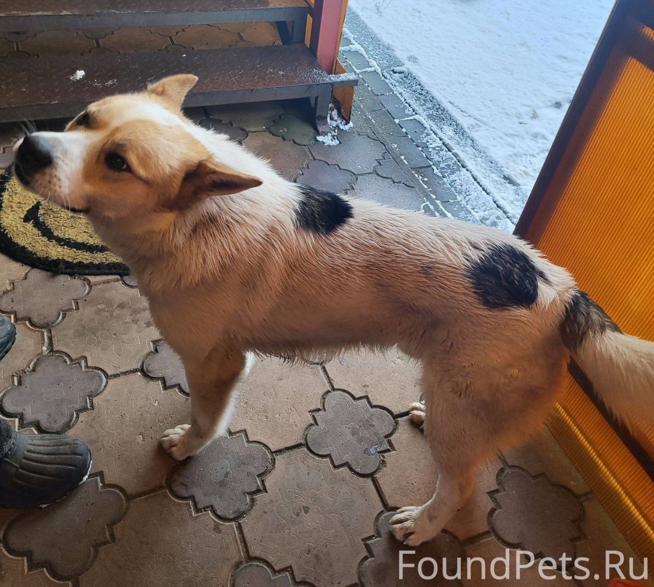 Найден пёс! Если вы потеряли п...