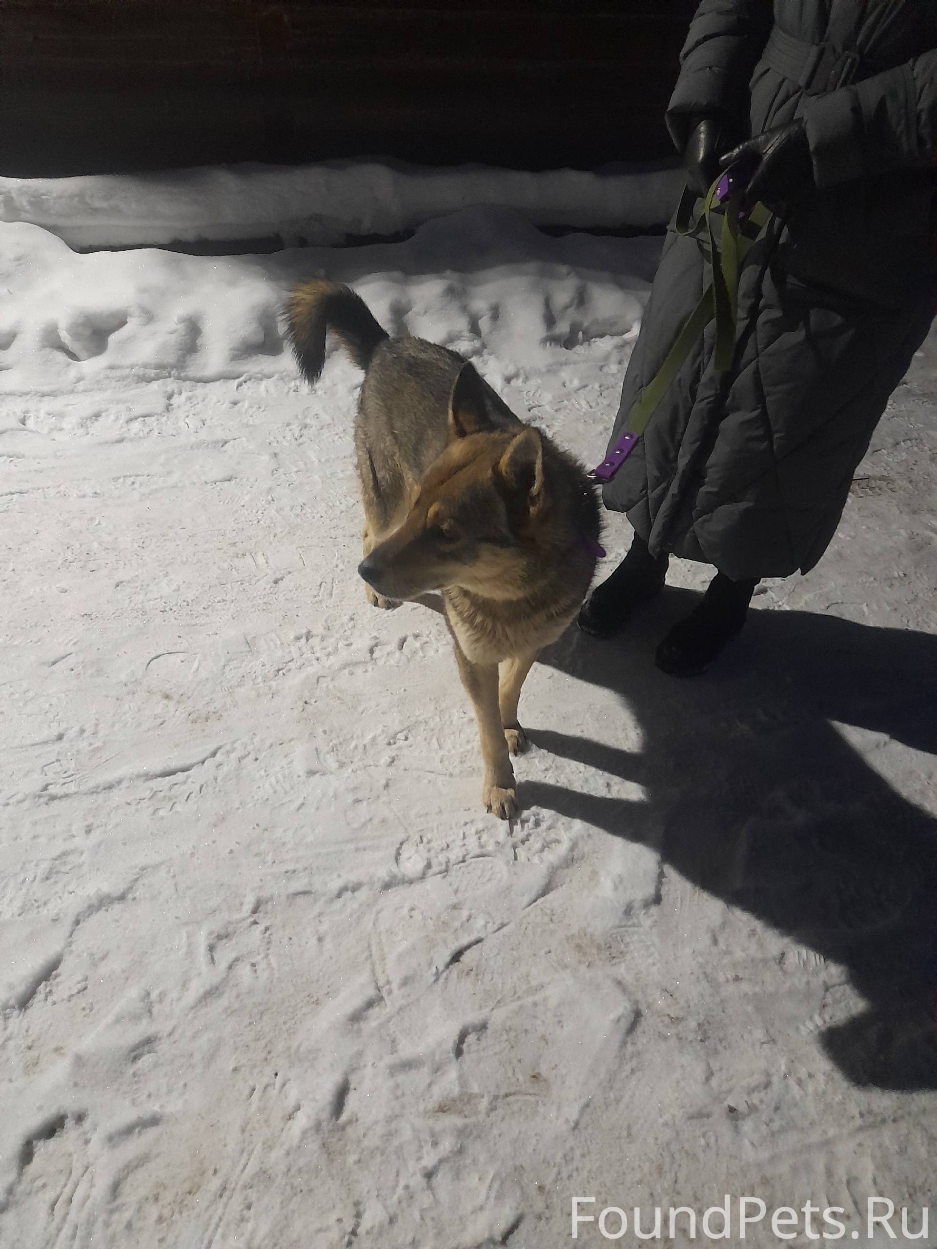 Найдена собака на киевской, ма...