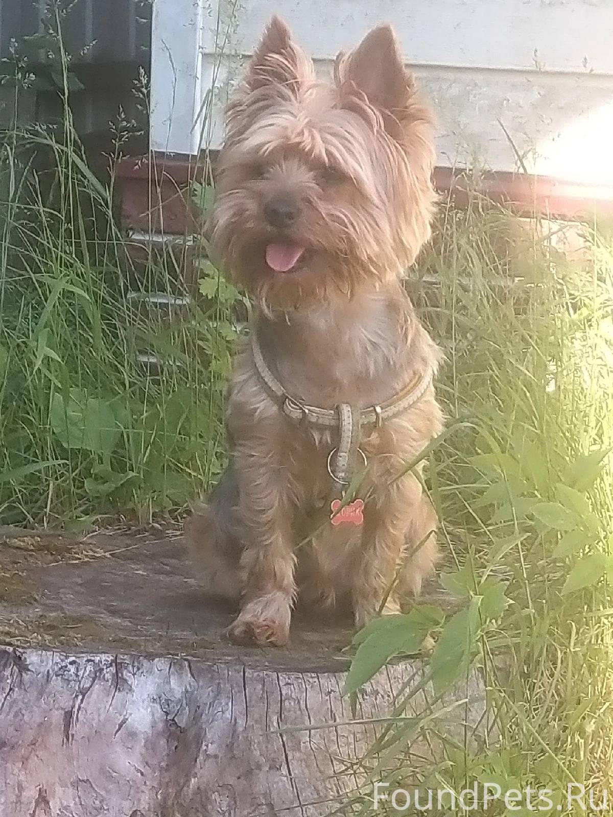 SOS!!! Ищет дом и любящих, отв...