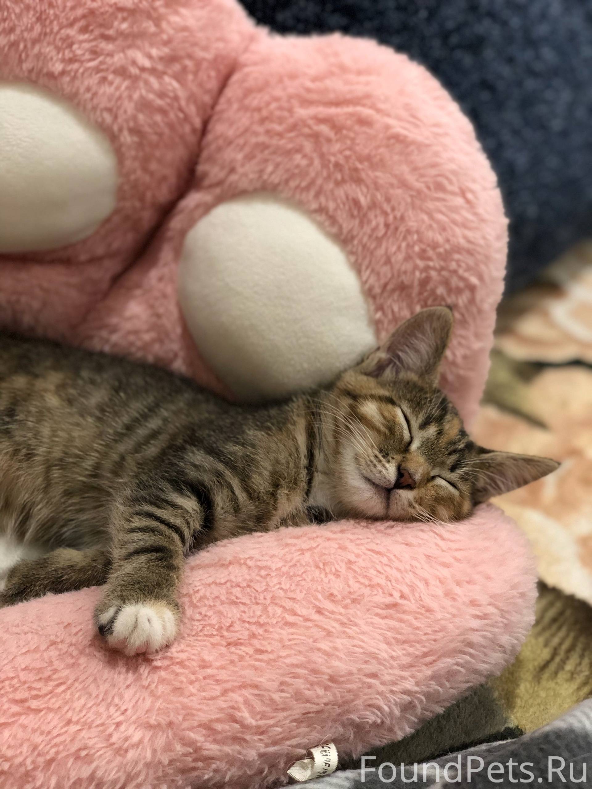 Москва Пропал котенок (2-3 мес...