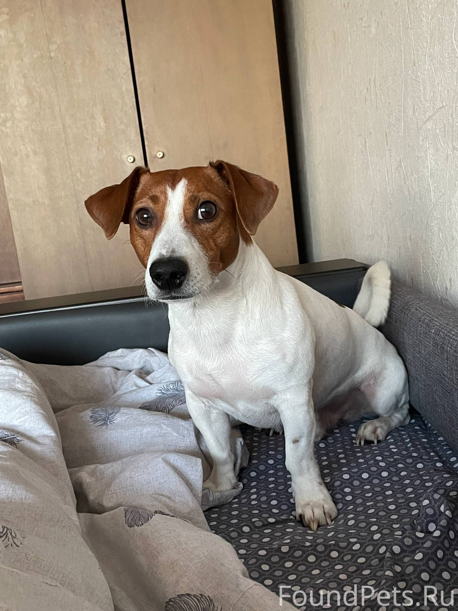 Пропала собака в Большом Хомут...