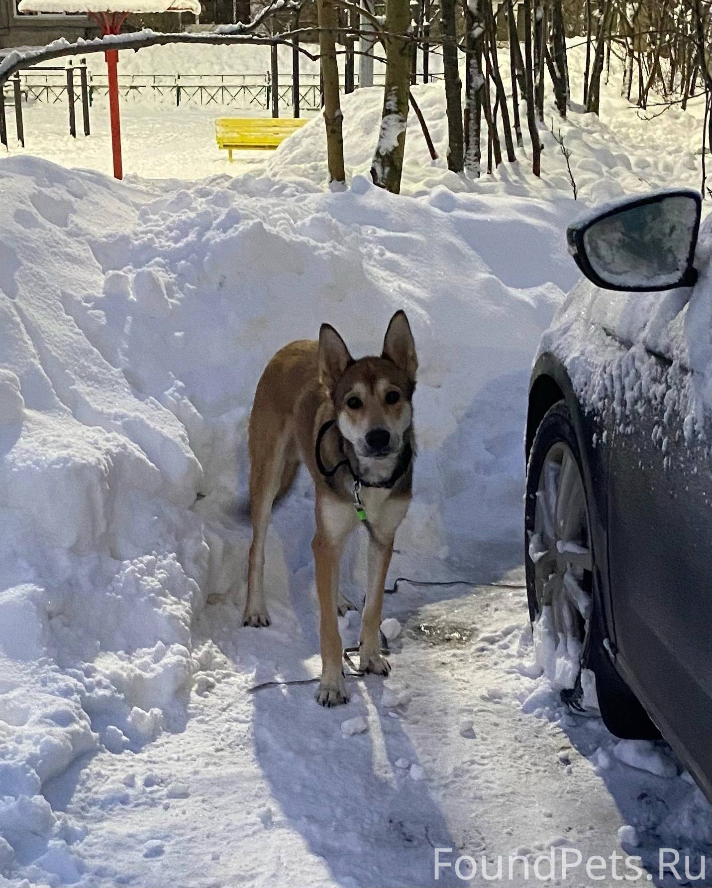‼️НАЙДЕНА СОБАКА‼️ 28 января в...