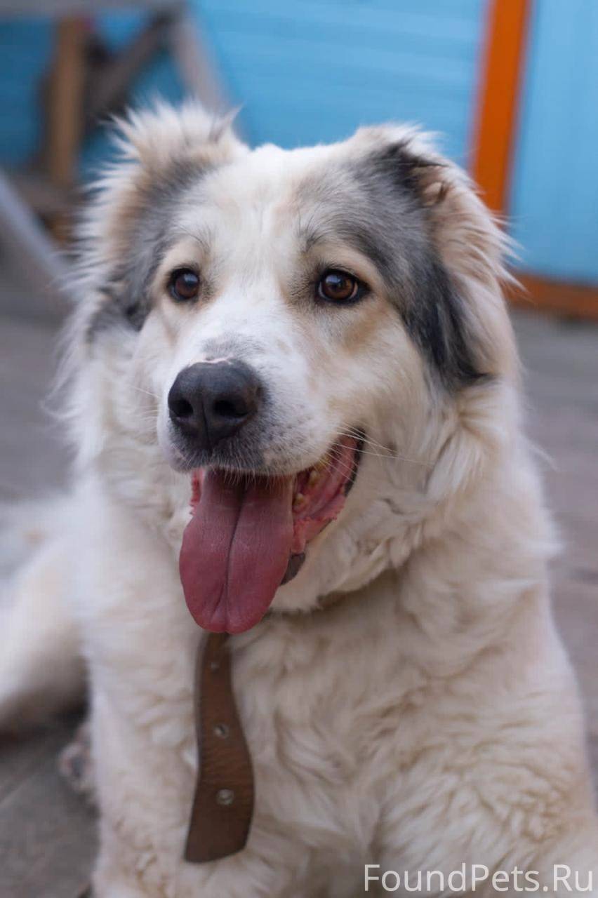 🐾Москва и МО! 🐾Молодая алабаеч...