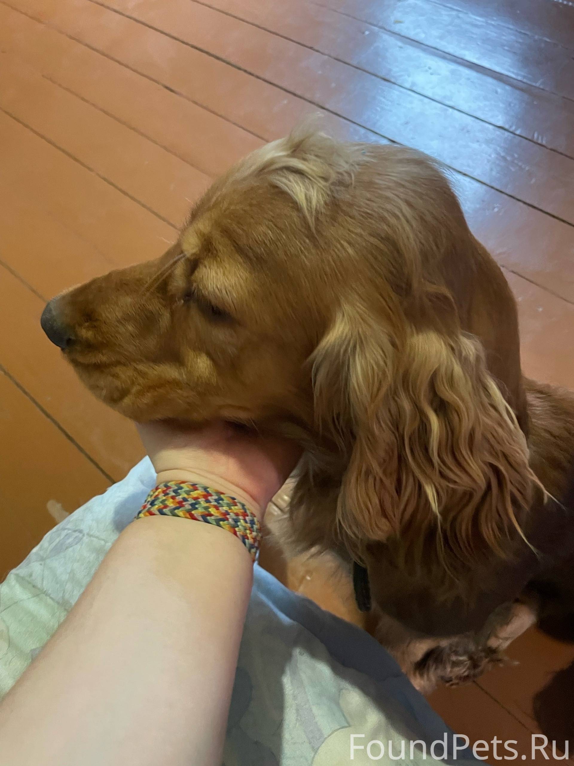 Найдена сегодня 2.02 собака Ко...